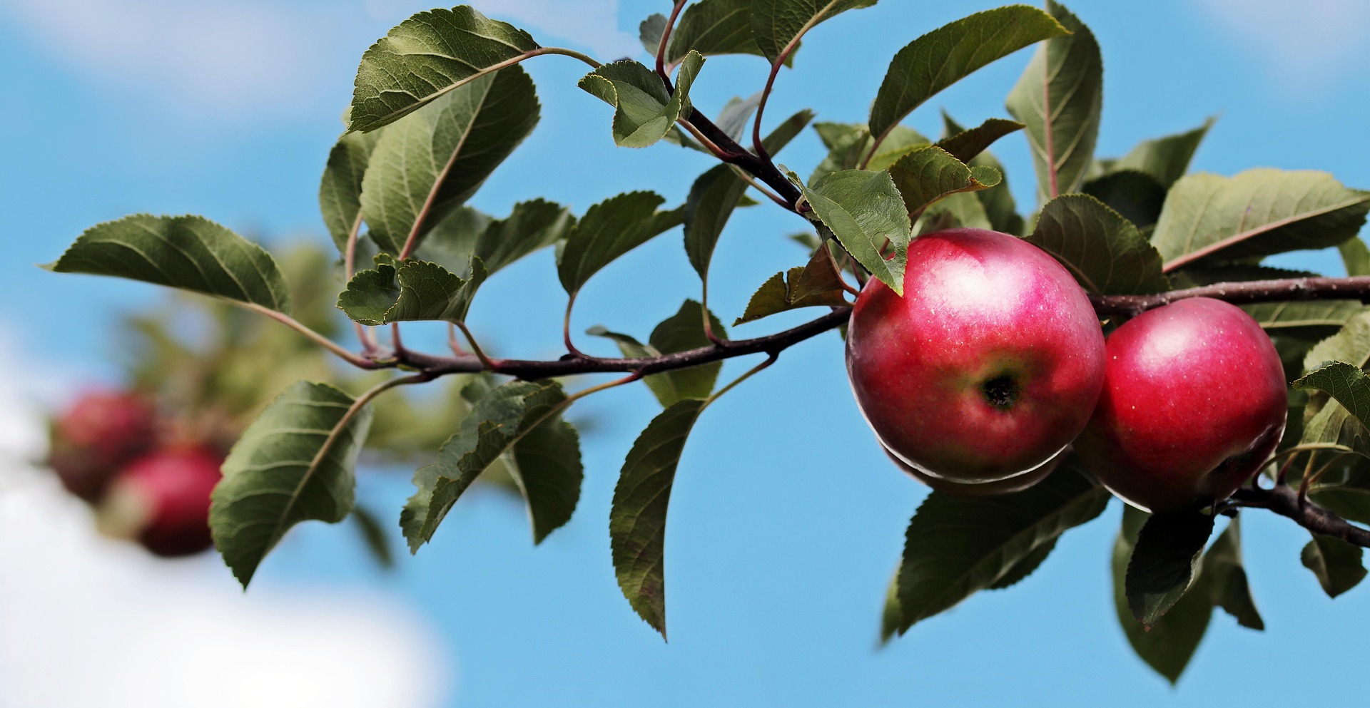 noname_13-apples-2788651_1920